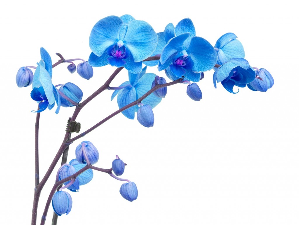 orchid branch  with blue flowers isolated on white background