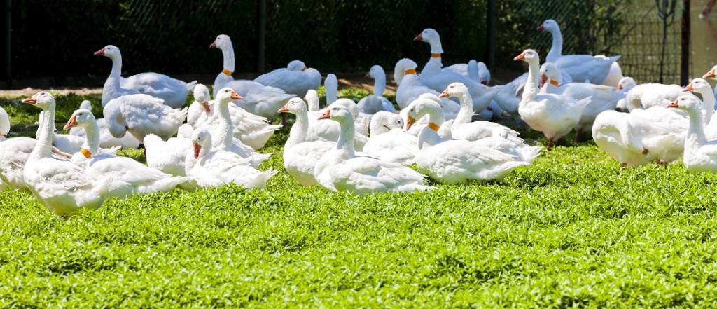 goose farm, Czech Republic