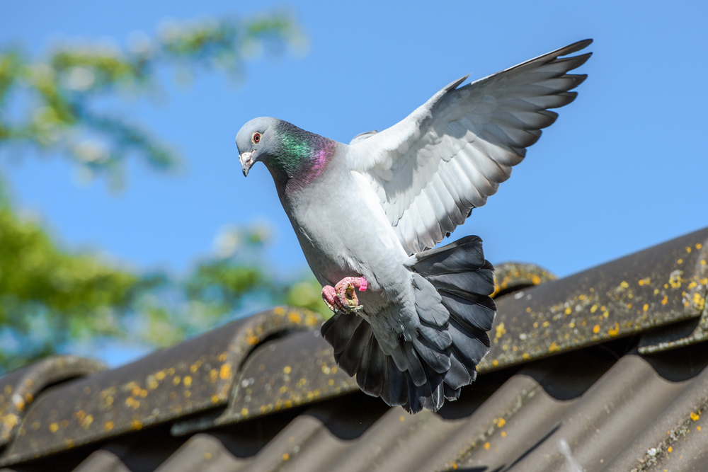 Ako zabrániť invázii vtákov na váš dom