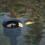 Ako udržať hladinu záhradného jazierka čistú