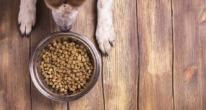 Ako vybrať kvalitné granule pre psov