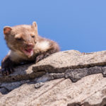 7 zaujímavých faktov o kunách