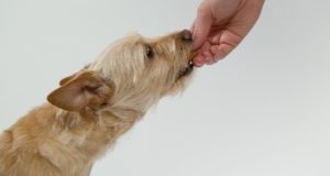 Ako správne vybrať olej pre psa a ako ho používať?