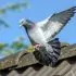 Ako zabrániť invázii vtákov na váš dom